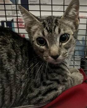 JIM -  Domestic Short Hair Cat for Adoption in San Bernardino, California - JIM | PetCurious