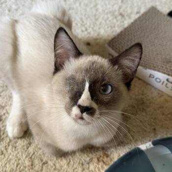 Mase Groth -  Domestic Short Hair Cat for Adoption in Morrison, Colorado - Mase Groth | PetCurious
