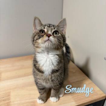 Smudge -  American Shorthair Cat for Adoption in West Newton, Pennsylvania - Smudge | PetCurious
