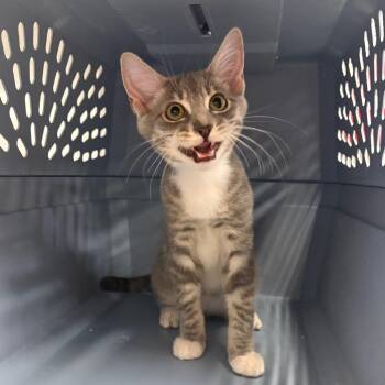 Super Trooper -  Domestic Short Hair Cat for Adoption in Spokane, Washington - Super Trooper | PetCurious