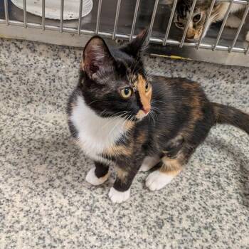 Mochaccino -  Domestic Short Hair Cat for Adoption in Falls Church, Virginia - Mochaccino | PetCurious