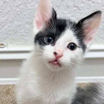 Dimsum -  Domestic Short Hair Cat Available for Adoption in Pompano Beach, Florida - Dimsum | PetCurious