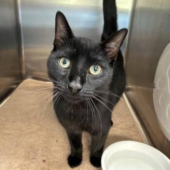 Domestic Short Hair Cats Available for Adoption in Port Charlotte, Florida - Vader | PetCurious