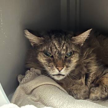 Nue Nue -  Domestic Medium Hair Cat for Adoption in Ojai, California - Nue Nue | PetCurious