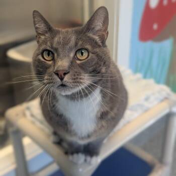 Freddy -  Domestic Short Hair Cat for Adoption in Hendersonville, North Carolina - Freddy | PetCurious