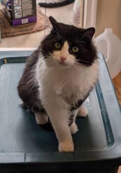 Izzy -  Domestic Long Hair Cat for Adoption in Burke, New York - Izzy | PetCurious