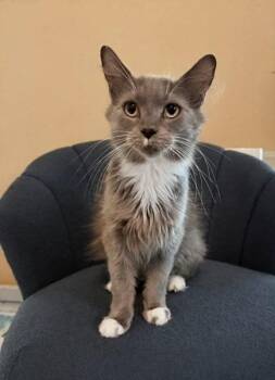 Rabbit -  Tuxedo Cat for Adoption in Knoxville, Tennessee - Rabbit | PetCurious