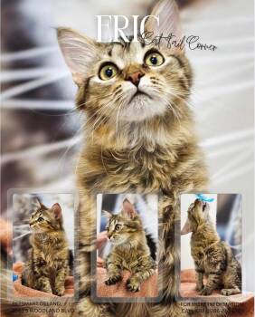 Maine Coon Cats Available for Adoption - Eric | PetCurious