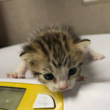 Sunshine -  Domestic Short Hair Cat for Adoption in Yuma, Arizona - Sunshine | PetCurious
