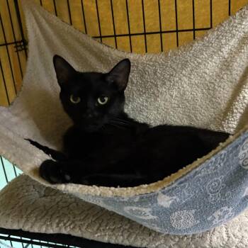 Manganese -  Domestic Short Hair Cat for Adoption in Falls Church, Virginia - Manganese | PetCurious
