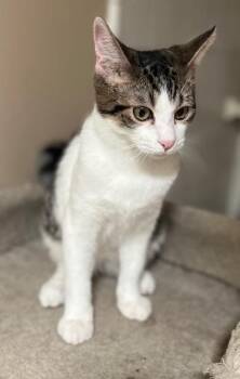 Rescue Domestic Short Hair Cats for Adoption in Tustin, California - Paprika | PetCurious