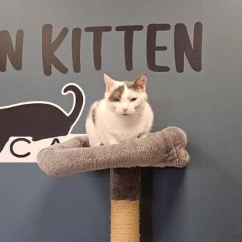 Dottie (at Smitten Kitten) -  Domestic Short Hair Cat for Adoption in Fishers, Indiana - Dottie (at Smitten Kitten) | PetCurious