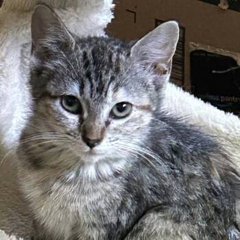 Tabbix -  Domestic Short Hair Cat for Adoption in Mount Vernon, Arkansas - Tabbix | PetCurious
