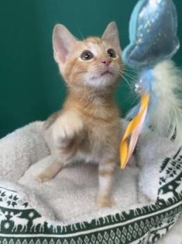 Garis -  Domestic Short Hair Cat for Adoption in Houston, Texas - Garis | PetCurious