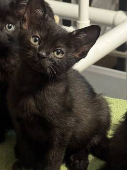 Baxter -  Domestic Short Hair Cat Available for Adoption in Seal Beach, California - Baxter | PetCurious