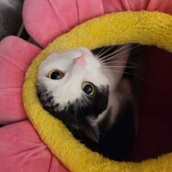 MIA (f) 3yrs Tuxedo -  Domestic Short Hair Cat for Adoption in Ottawa, Ontario - MIA (f) 3yrs Tuxedo | PetCurious