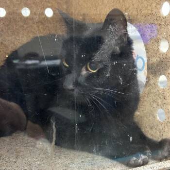 Domestic Short Hair Cats Available for Adoption in Memphis, Tennessee - Jimmy | PetCurious