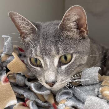 Avocado -  Domestic Short Hair Cat for Adoption in Naperville, Illinois - Avocado | PetCurious
