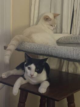 Rescue Domestic Short Hair Cats for Adoption in Philadelphia, Pennsylvania - Betsy Ross And Ben Franklin | PetCurious