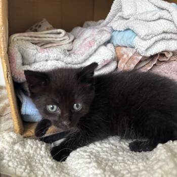 Saturn (yellow collar) -  Domestic Short Hair Cat for Adoption in Puslinch, Ontario - Saturn (yellow Collar) | PetCurious