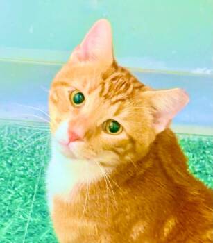 Rooftop -  Tabby Cat for Adoption in Philadelphia, Pennsylvania - Rooftop | PetCurious