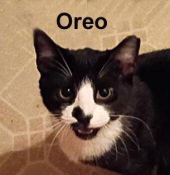 Oreo Duda-Gra. (loves to cuddle and sit on your lap) -  Domestic Short Hair Cat for Adoption in Stowe, Pennsylvania - Oreo Duda-Gra. (loves To Cuddle And Sit On Your Lap) | PetCurious
