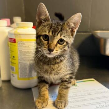 TUSC-Stray-85016 -  Domestic Short Hair Cat for Adoption in Tuscaloosa, Alabama - TUSC-Stray-85016 | PetCurious