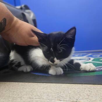 Rescue Domestic Short Hair Cats for Adoption in Wahiawa, Hawaii - Kadabra | PetCurious