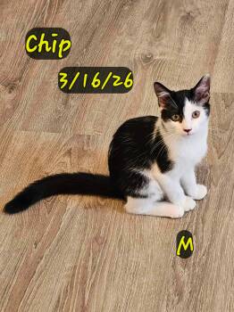 Chip -  Domestic Short Hair Cat for Adoption in Gouverneur, New York - Chip | PetCurious