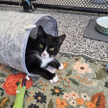 Domestic Short Hair Cats Available for Adoption - PUMBAA | PetCurious