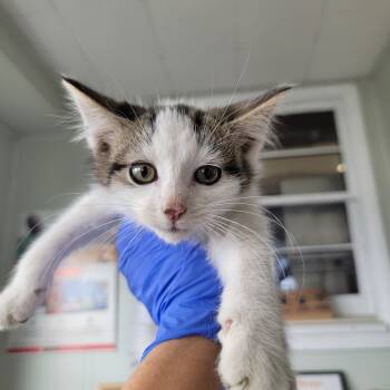 Rescue Domestic Short Hair Cats for Adoption in Troy, Illinois - Wooden Shoe | PetCurious