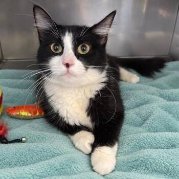 Diana -  Domestic Short Hair Cat for Adoption in Long Beach, California - Diana | PetCurious