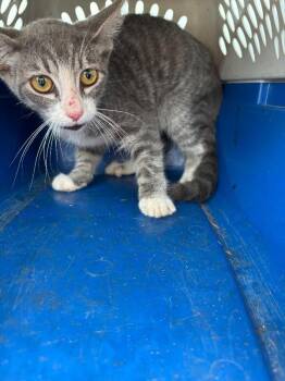 Sass -  Domestic Short Hair Cat for Adoption in Mobile, Alabama - Sass | PetCurious