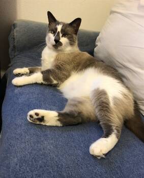 Rescue Siamese Cats for Adoption in Austin, Texas - Prince 5 | PetCurious
