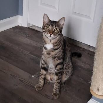Villy -  Domestic Short Hair Cat for Adoption in Butler, Pennsylvania - Villy | PetCurious