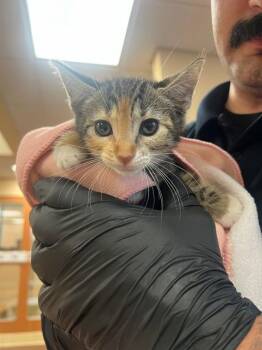 CLEMENTINE -  Domestic Short Hair Cat for Adoption in Thousand Palms, California - CLEMENTINE | PetCurious