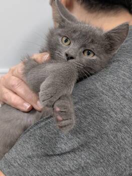 Mike -  Domestic Short Hair Cat for Adoption in Denham Springs, Louisiana - Mike | PetCurious