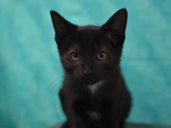 Milo -  Domestic Short Hair Cat for Adoption in Portland, Oregon - Milo | PetCurious
