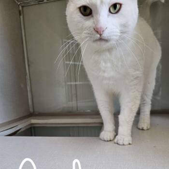 Domestic Short Hair Cats Available for Adoption - Chief | PetCurious