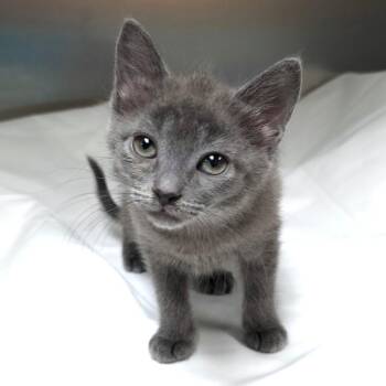 Push Pop -  Domestic Short Hair Cat for Adoption in Michigan City, Indiana - Push Pop | PetCurious
