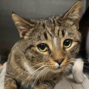 Tripp -  Domestic Short Hair and Mixed Breed Cat for Adoption in Oak Park, Illinois - Tripp | PetCurious
