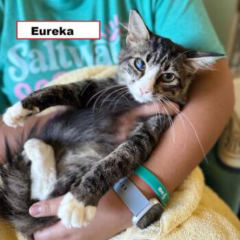 Eureka -  Domestic Short Hair Cat for Adoption in Zimmerman, Minnesota - Eureka | PetCurious