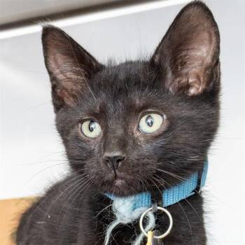 EEL -  Domestic Short Hair Cat for Adoption in St. Louis, Missouri - EEL | PetCurious