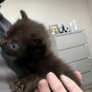 Firecracker -  Domestic Short Hair Cat for Adoption in Richmond Hill, Georgia - Firecracker | PetCurious