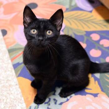 Danny (Pet of the Week) -  Domestic Short Hair Cat for Adoption in Fort Leavenworth, Kansas - Danny (Pet Of The Week) | PetCurious