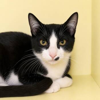 Bang -  Domestic Short Hair Cat for Adoption in Pontiac, Michigan - Bang | PetCurious