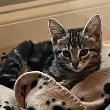 Mighty Mouse -  Domestic Short Hair Cat for Adoption in Franklin, Tennessee - Mighty Mouse | PetCurious