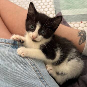 Magpie Shaw-CA -  Domestic Short Hair Cat for Adoption in Tallahassee, Florida - Magpie Shaw-CA | PetCurious