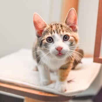 Chicken Noodle -  Domestic Short Hair Cat for Adoption in Kailua-kona, Hawaii - Chicken Noodle | PetCurious