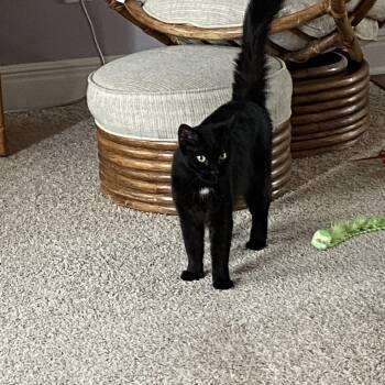 Pepper -  Domestic Long Hair Cat for Adoption in Shawnee, Kansas - Pepper | PetCurious